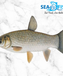 grass carp